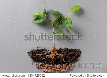 young green plant with soil and drainage on gray background with water drops. Concept of the environment World Earth Day. New life plant. flat lay