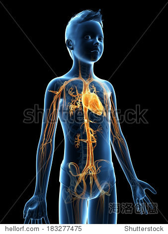 anatomy of a young boy - the vascular system