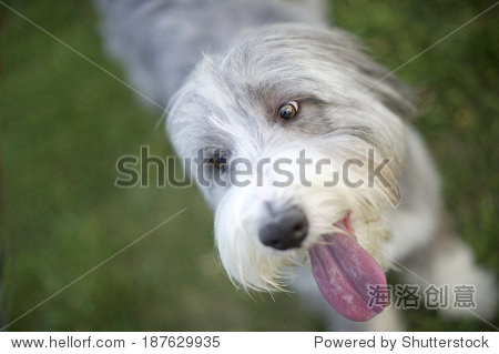 古代长须牧羊犬和他大粉红舌头喘气困难在网球