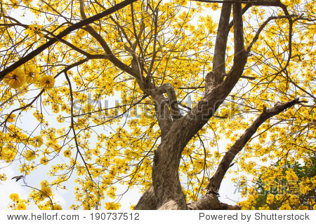 Cochlospermum regium,黄色丝绸棉树,黄花在泰