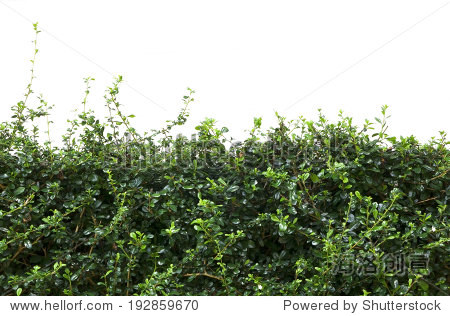 bushes fence leaves isolated on white background.