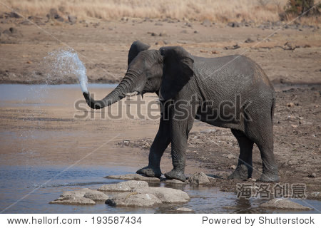elephant playing with water