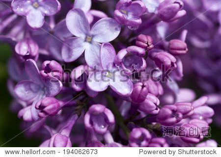 beautiful purple lilac bush on cape cod in wellfleet