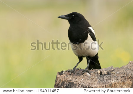 european magpie (pica pica) perched on a tree stump