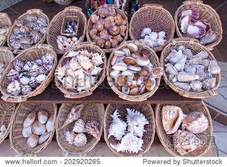 sea shells for sale in a souvenir shop