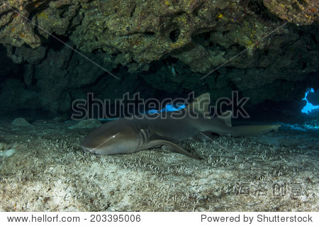 nurse shark in cave