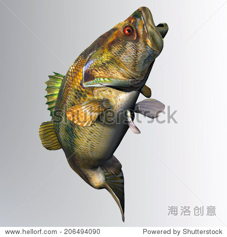 bass strike - the largemouth bass is a freshwater gamefish that