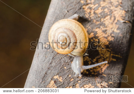 蜗牛视频大自然 儿童 206883031.jpg