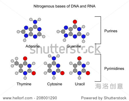 purine and pyrimidine nitrogenous bases - structural chemical