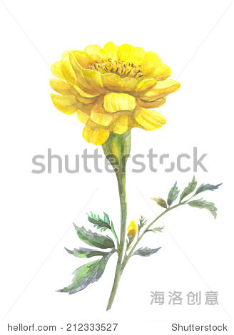 yellow flower marigold . watercolor