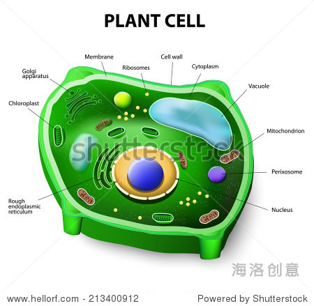 plant cell anatomy