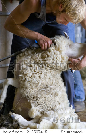 young farmer shearing sheep for wool in barn