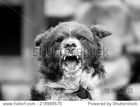 愤怒的狗叫声在户外 - 动物\/野生生物,其它 - 站