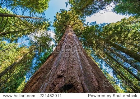 古代巨杉林在加州,美国。美国加州红杉国家公