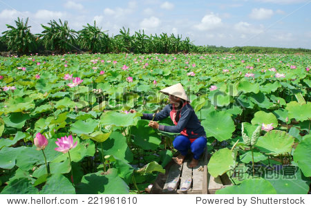 boat to pick lotus flower on waterlilly pond large aquatic flora