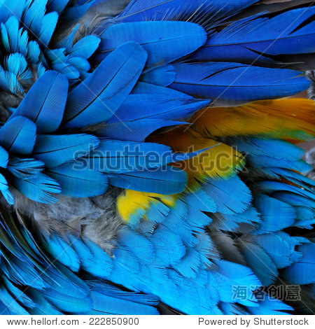 怎么快速获得金色羽毛 222850900.jpg