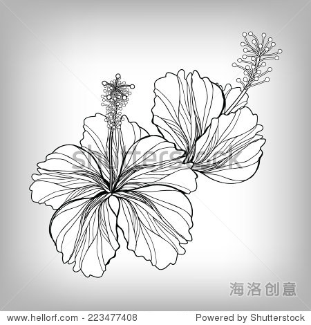 hibiscus flower drawing.