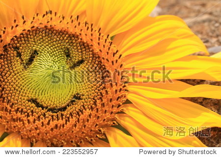 smiling sunflower,beautiful sunflower with smile