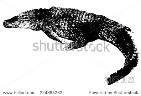 vintage-style crocodile black white print