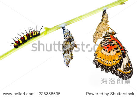 豹草蜻蛉(Cethosia cyane euanthes)蝴蝶,毛毛虫蛹和新兴-动物\/野生生物,自然-海洛创意正版图片,视频,音乐素材交易平台-Shutterstock中国独家合作伙伴-站酷旗下品牌