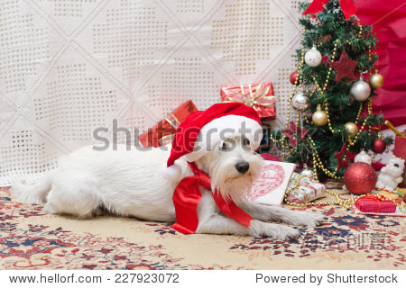 santa miniature white schnauzer with christmas gift