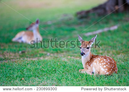 little deer fawn with white spots lying on grass