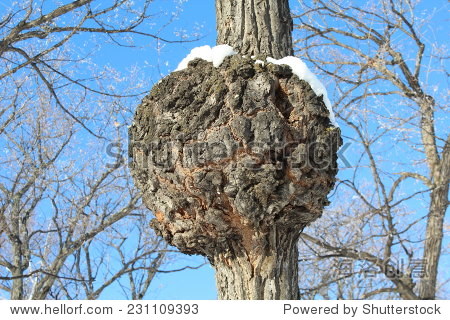 一个巨大的树瘤由拟寄生的细菌引起的。癌症研