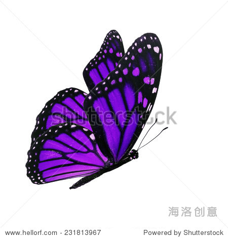 beautiful purple butterfly flying isolated on white background
