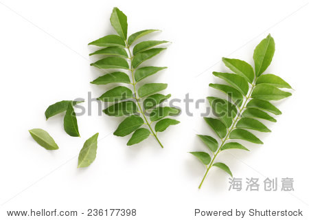 curry leaf curry tree