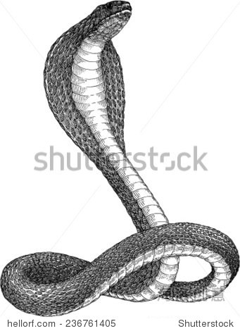 黑白插图眼镜王蛇的蛇在防守位置 - 动物\/野生