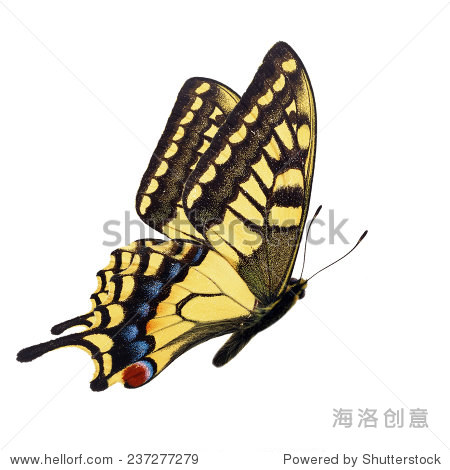 美丽的黄蝴蝶(凤蝶hospiton,科西嘉人的燕尾服