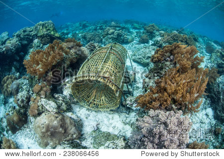 a bamboo fish trap lies on a coral reef near alor indonesia.