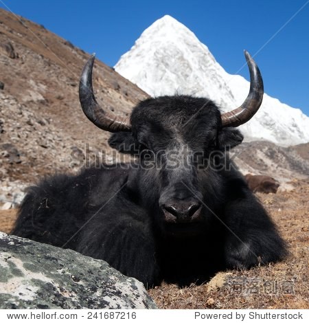yaks on the way to everest base camp and mount pumo ri - nepal