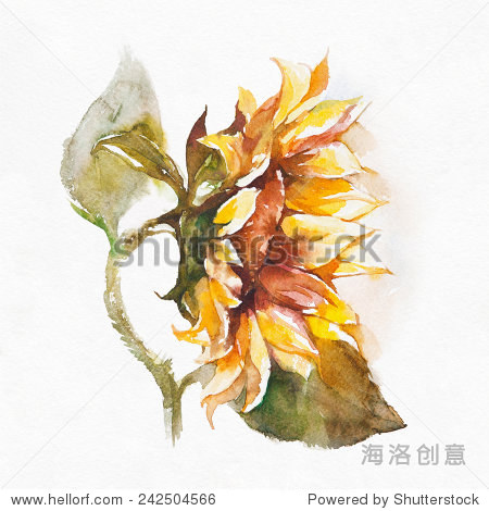 sunflower.watercolor painting on white background