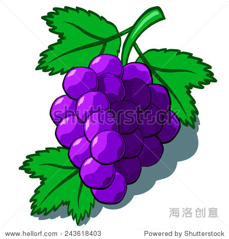 cute bunch of purple grapes vector cartoon