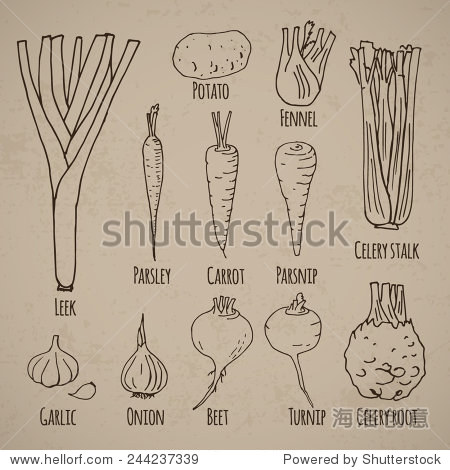 leek fennel and root vegetables (potato parsley carrot parsnip