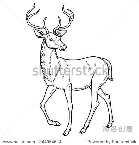 梅花鹿手绘图图片展示