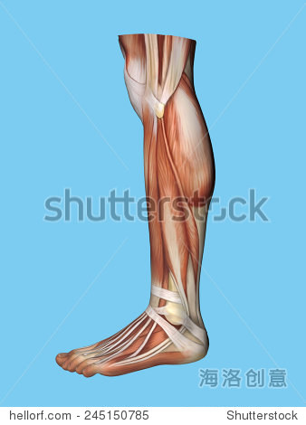 解剖人的腿和脚的侧面视图包括趾短伸肌肌腱牵