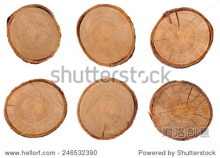 cross section of several tree stumps isolated on