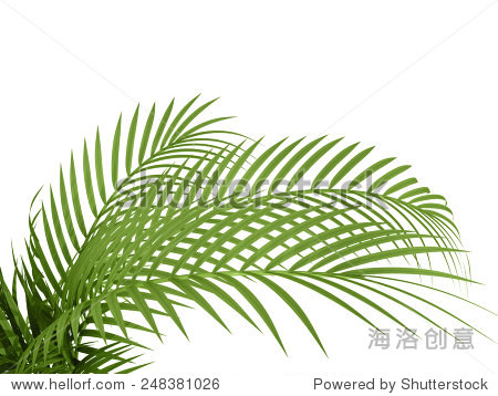 tropical plant fernleaf hedge bamboo branches on