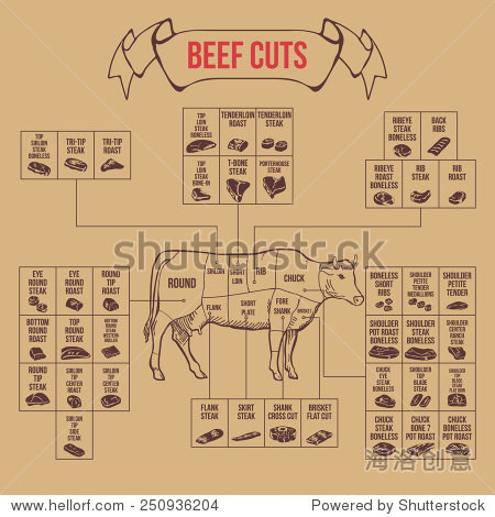 vintage butcher cuts of beef diagram vector illustration