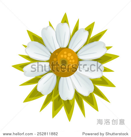 isolated chamomile flower. vector illustration