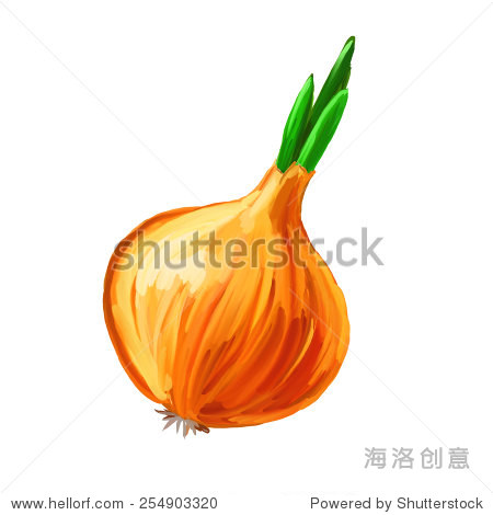 洋葱矢量手绘插图画水彩 - 食品及饮料,自然 - 站