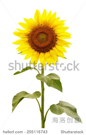 yellow sunflower isolated on white background