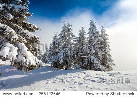 pine forest covered in snow on winter season - poiana brasov
