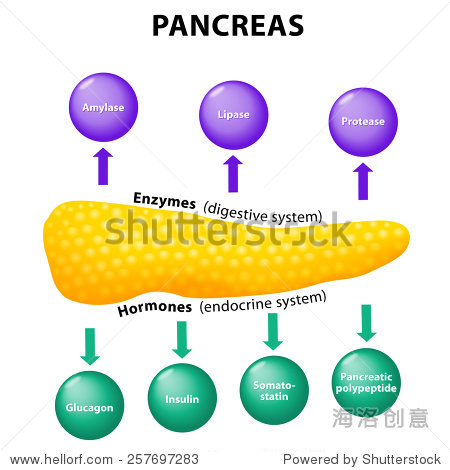 胰腺生理学。分泌功能。酶:淀粉酶、脂肪酶、