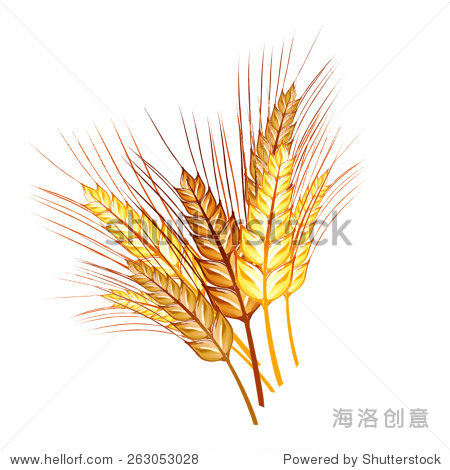 grain rye bread wheat ears on white background vector