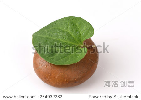 并不Kaow红(泰国名称)(Houttuynia cordata研究