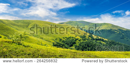panoramic summer landscape with few trees on the grassy hillside