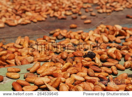 柯豆干的儿子在加勒比海岸丛林在哥斯达黎加。